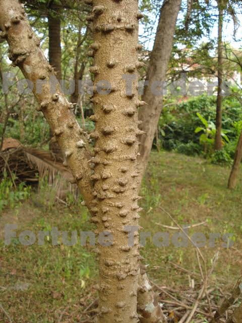 Sappan Wood (Pathimukham) Crushed, Pathimugam,  Herbal Drink, Kerala herbal water drink