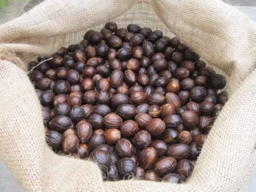 Nutmeg with Shell,  Best Quality (Grade A) Fresh NUTMEG, Indian spices