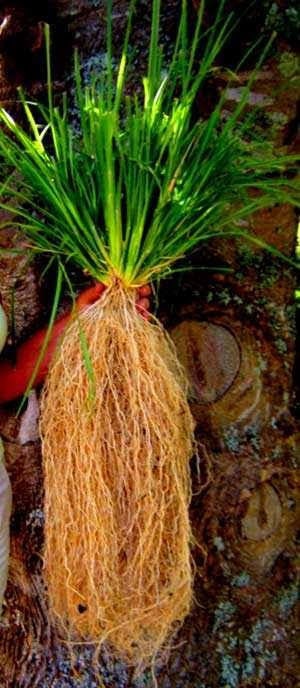 Vetiver roots - Ramacham-Dried VETIVER root, CUSCUS, KHUS Khus Grass