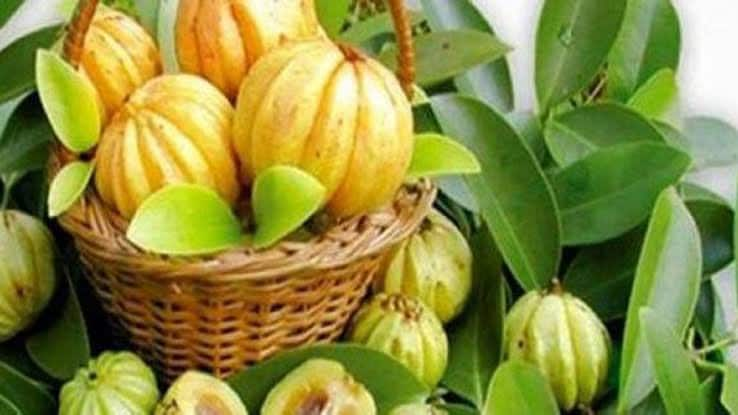 Kudampuli Dried - Garcinia Cambogia - Garcinia Gummi-Gutta - Malabar Tamarind,Indian kitchen,kerala origin,Fish curry ,spicy, Body health,