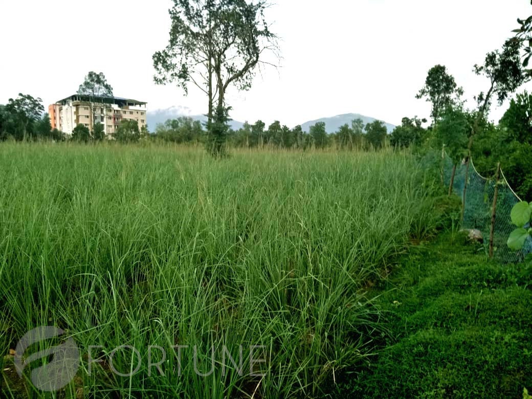 Vetiver roots - Ramacham-Dried VETIVER root, CUSCUS, KHUS Khus Grass