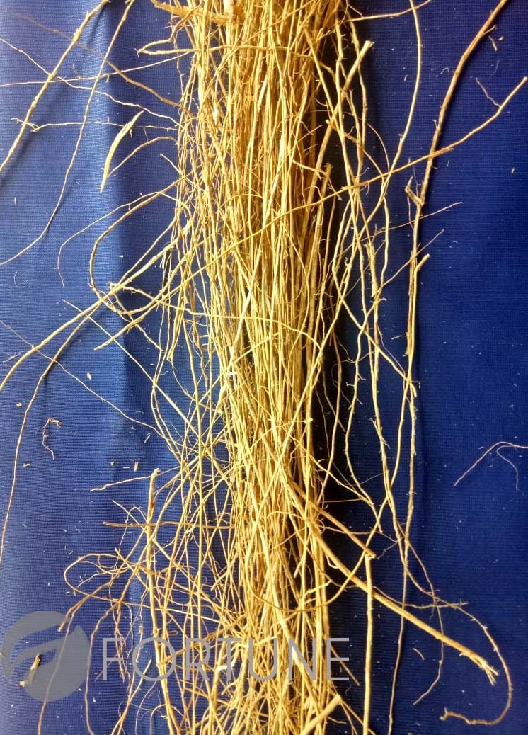 Vetiver roots - Ramacham-Dried VETIVER root, CUSCUS, KHUS Khus Grass