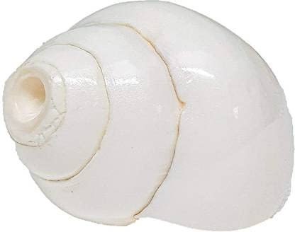 Original Lakshmi Sangu, Conch Shell, Shankh for Pooja ,Blowing Shankh ,White Color Sankha