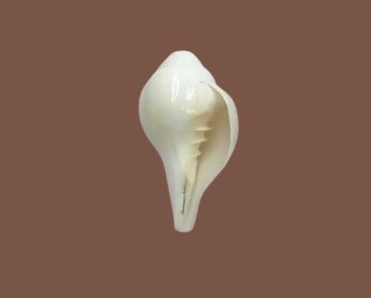 Original Lakshmi Sangu, Conch Shell, Shankh for Pooja ,Blowing Shankh ,White Color Sankha