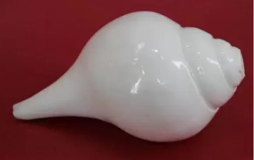 Original Lakshmi Sangu, Conch Shell, Shankh for Pooja ,Blowing Shankh ,White Color Sankha