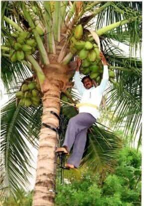 Coconut Tree Climbing Machine Heavy Duty, 500 Kg Weight Capacity Areca nut Tree Climbing Machine, 360 degree  Rotation